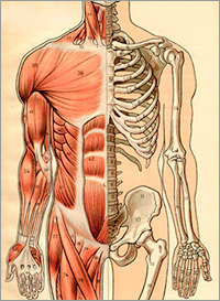 Illustration of muscles and skeleton of the human torso (front) from Lippincott's Quick Reference Book for Medicine and Surgery by George E. Rehberger 42-18591503.jpg