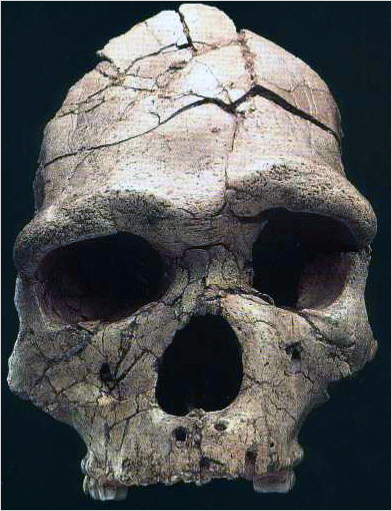 Notizie-primitive3.jpg