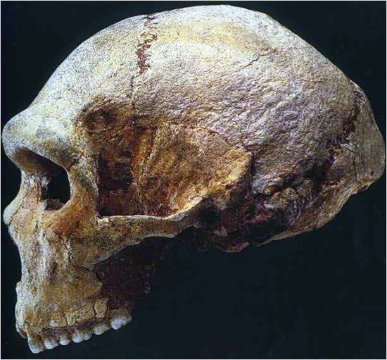 Notizie-primitive4.jpg