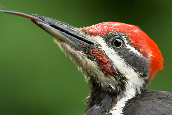 Woodpecker550.jpg