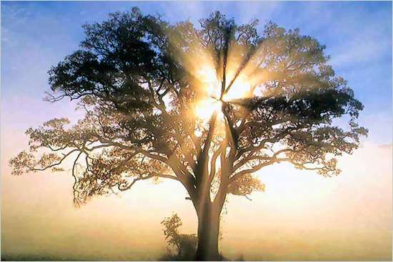 albero.jpg