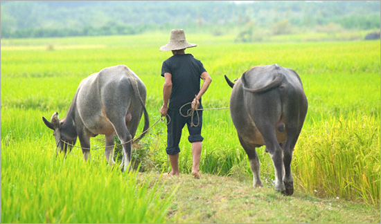 farmer.jpg