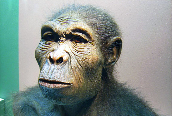 Homo_habilis