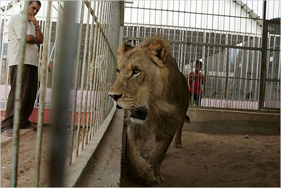 GAZA CITY, GAZA STRIP - JULY 8: Visitors look at 30-month-old lioness Sabrina gaza_zoo.jpg